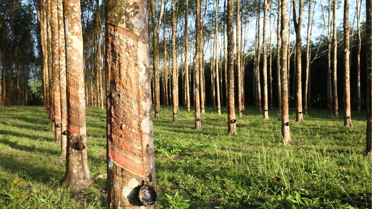 Công văn 7923/QNG-QLDN2 hướng dẫn những nội dung gì?